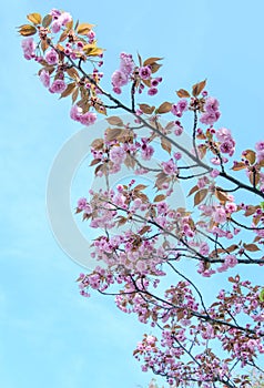 Flowering branches of a Cherry Esplanade on a light blue background