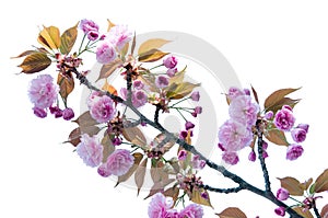 Flowering branches of a Cherry Esplanade on a white background