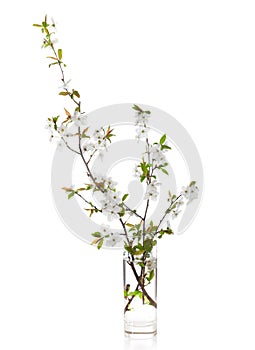 Flowering branches of cherry