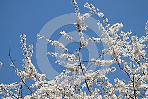 Flowering branches of cherry plum Prunus cerasifera with white flowers against blue sky