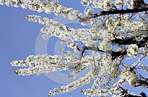 Flowering branches of cherry of vignola, modena