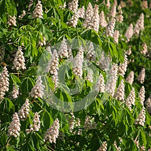 Flowering branches of chestnut