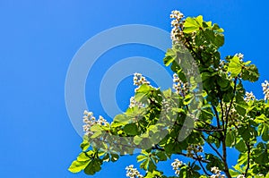 Flowering branches of chestnut Castanea sativa tree, and blue sky