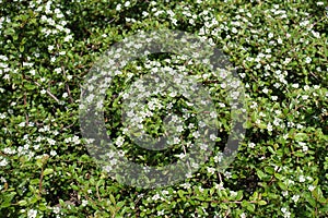 Flowering branches of Cotoneaster horizontalis in spring