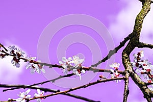 Flowering branches of the fruit tree against the sky in purple color, cherry blooming flower tree, selective focus, close up