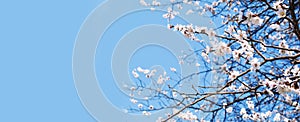 Flowering branches of a fruit tree on a blue background. Spring flowering. Flower buds. White petals. Place for text. Banner