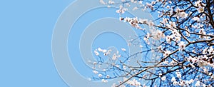 Flowering branches of a fruit tree on a blue background. Spring flowering. Flower buds. White petals. Place for text. Banner photo