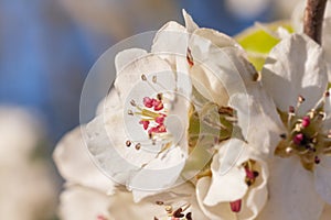 Flowering branches of fruit trees