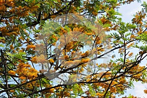 Flowering Branches of Grevillea Robusta (Silk Oak) Against Blue Sky