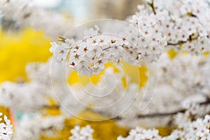 Flowering branches of Japanese ornamental cherry Prunus yedoensis in spring in the park on a yellow background photo