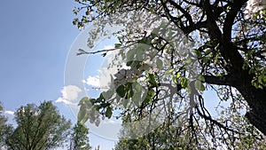 Flowering branches of a pear tree sway in the wind on a sunny spring day.