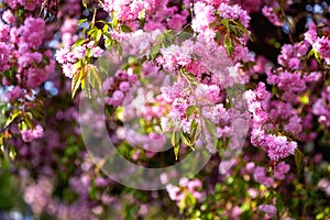 Flowering branches with pink flowers, blossoming of sakura japanese cherry in spring sunny garden, natural floral background