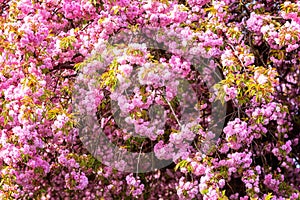 Flowering branches with pink flowers, blossoming of sakura japanese cherry in spring sunny garden, natural floral background