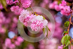 Flowering branches with pink flowers, blossoming of sakura japanese cherry in spring sunny garden, natural floral background