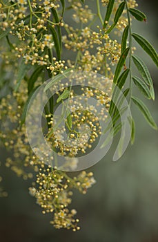 Flowering branches of pink pepper tree, Schinus molle