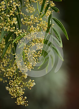 Flowering branches of pink pepper tree, Schinus molle