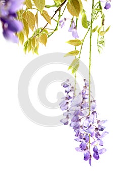 Flowering branches of wisteria, on white