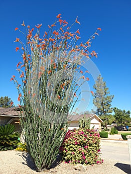 Flowering in bright red colors Ocotillo and Bougainvillea in xeriscaped grounds