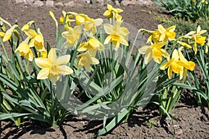 Flowering bright yellow narcissuses in spring