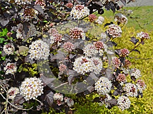 Flowering bubbler-leaf Physocarpus opulifolius, Diabolo or Purpureus varieties