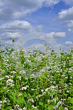 Flowering buckwheat on a background of clouds