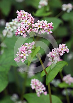 Flowering buckwheat field with violet flowers photo