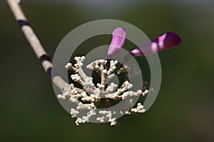 Flowering buds of Pink Trumpet Tree Tabebuia impetiginosa.