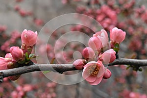 Flowering buds of tree photo