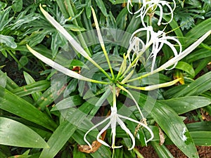 Flowering buds of white flower of Beach spider lily or Hymenocallis littoralis