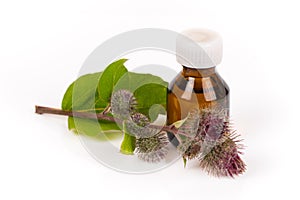 Burdock branch and brown jar with homemade essential oil