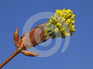 Flowering burgeon