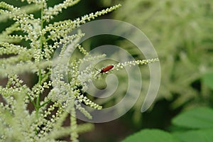 A flowering bush of Aruncus dioicus (goat\'s beard) in tender cream color with red longhorn beetle crawling on it