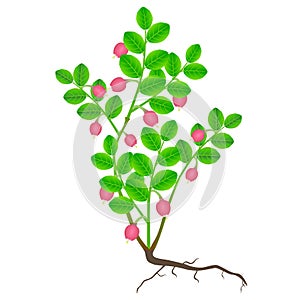 A flowering bush of blueberries with a root is isolated on a white background.