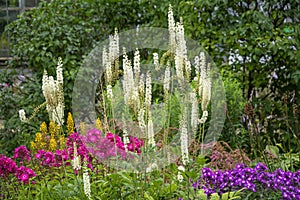 Flowering bush Cimicifuga racemosa on a background of grasses and shrubs