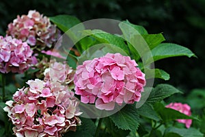 Flowering bush close-up