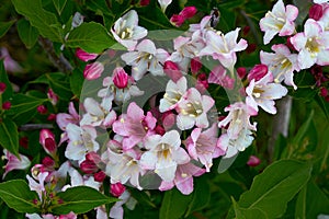 Flowering bush of honeysuckle.