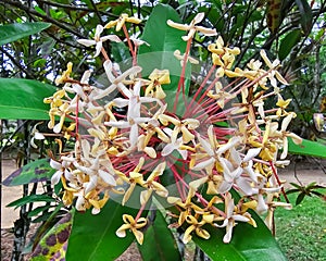 Flowering bush of Ixora undulata in Botanical Garden of Rio de Janeiro, Brazil.
