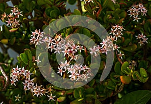 Flowering bush of jade plant