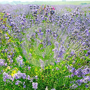 Flowering bush of lavender