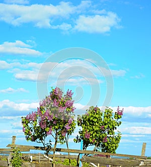 Flowering bush lilac with cloudy sky background