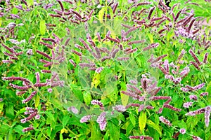 A flowering Bush of mint Melissa closeup.