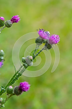 A flowering bush of pink sows Cirsium arvense in a natural environment, among wild flowers. Creeping Thistle Cirsium arvense