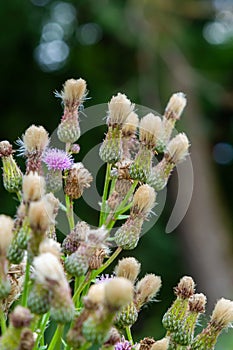 A flowering bush of pink sows Cirsium arvense in a natural environment, among wild flowers. Creeping Thistle Cirsium arvense