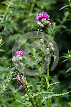 A flowering bush of pink sows Cirsium arvense in a natural environment, among wild flowers. Creeping Thistle Cirsium arvense