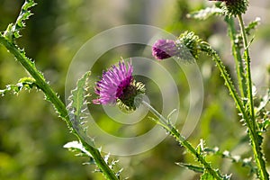 A flowering bush of pink sows Cirsium arvense in a natural environment, among wild flowers. Creeping Thistle Cirsium arvense