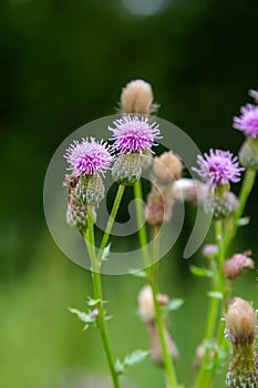 A flowering bush of pink sows Cirsium arvense in a natural environment, among wild flowers. Creeping Thistle Cirsium arvense