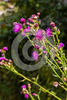 A flowering bush of pink sows Cirsium arvense in a natural environment, among wild flowers. Creeping Thistle Cirsium arvense