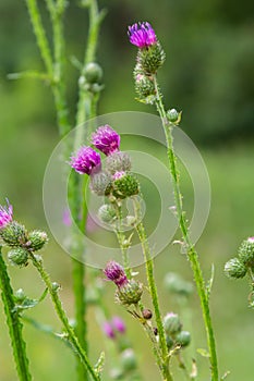 A flowering bush of pink sows Cirsium arvense in a natural environment, among wild flowers. Creeping Thistle Cirsium arvense