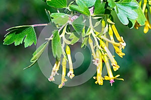 Flowering bush of red currant