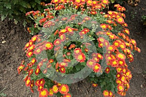 Flowering bush of red and yellow Chrysanthemums